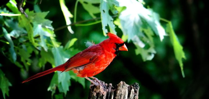 cardinal, male cardinal, red bird