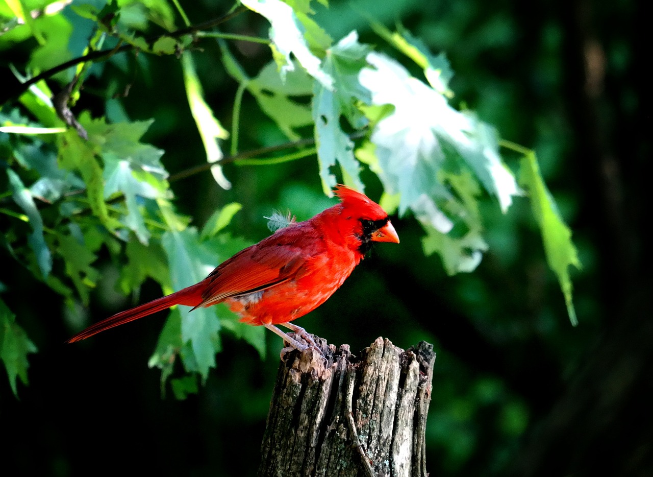 cardinal, male cardinal, red bird