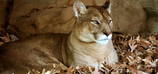 Spiritual Meaning of Mountain Lion: Symbol of Power