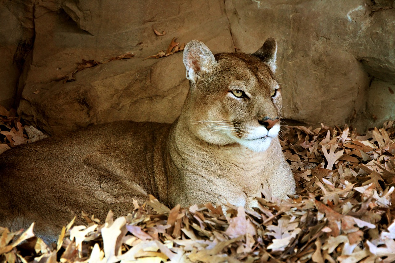 Spiritual Meaning of Mountain Lion: Symbol of Power