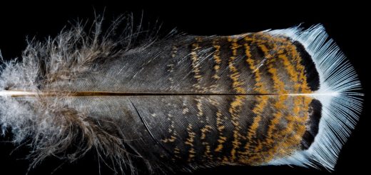 feather, bird feather, turkey feather