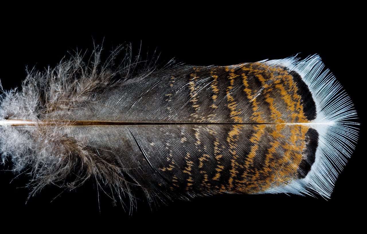 feather, bird feather, turkey feather