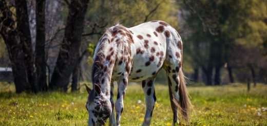 horse, appaloosa, nature