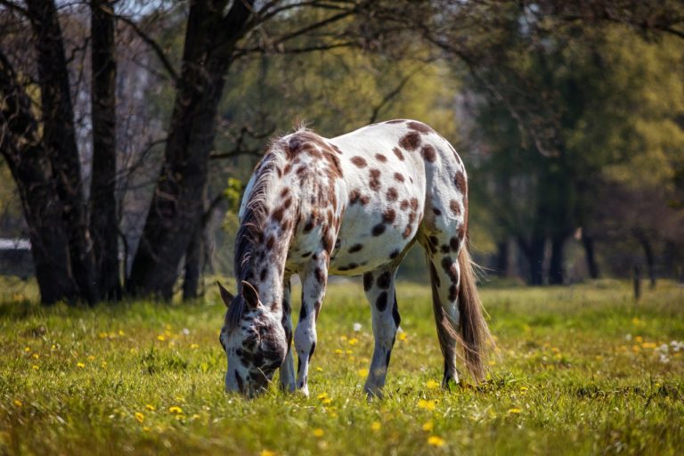 horse, appaloosa, nature