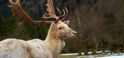 deer, fallow deer, white