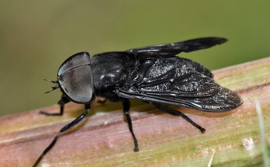 Signification Spirituelle d'un Taon Noir