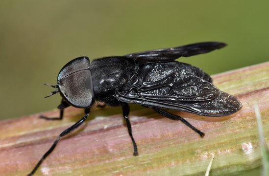 Signification Spirituelle d'un Taon Noir