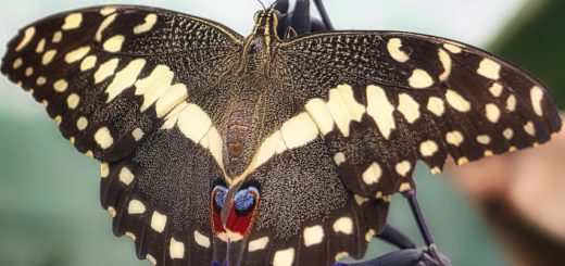 Black Butterfly with Yellow Spots Spiritual Meaning