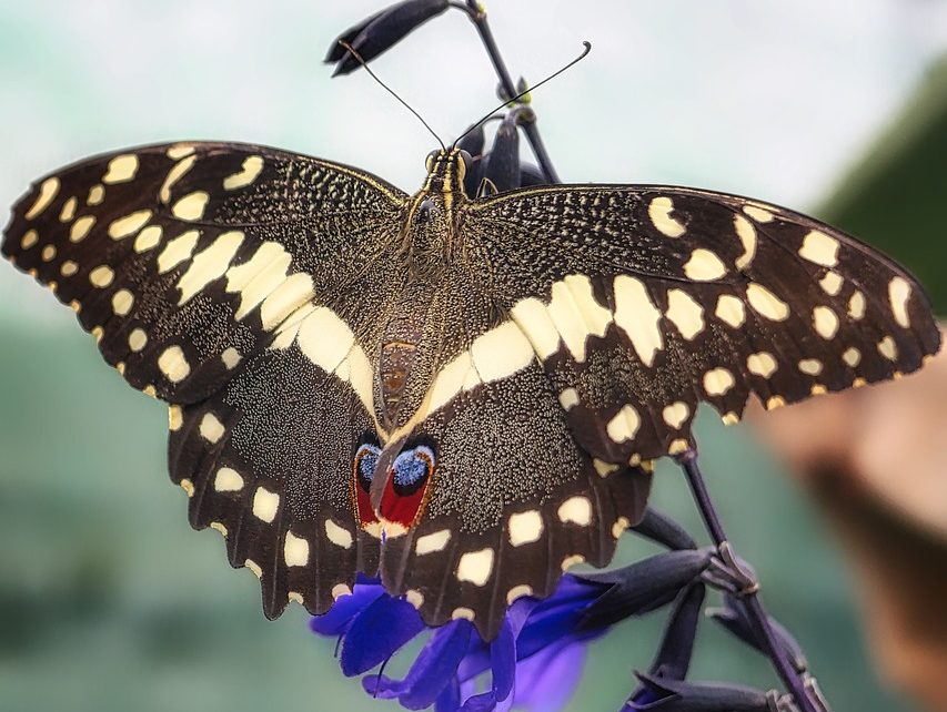 Black Butterfly with Yellow Spots Spiritual Meaning