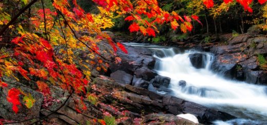 algonquin, autumn, beautiful