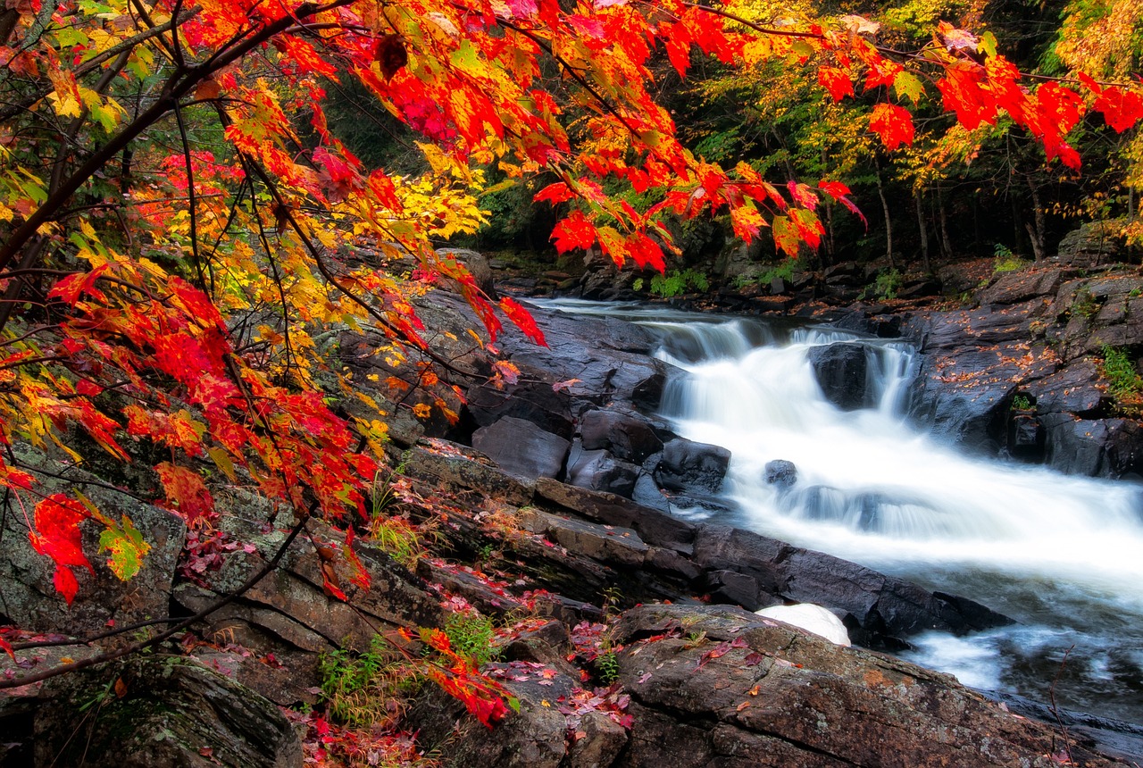 algonquin, autumn, beautiful