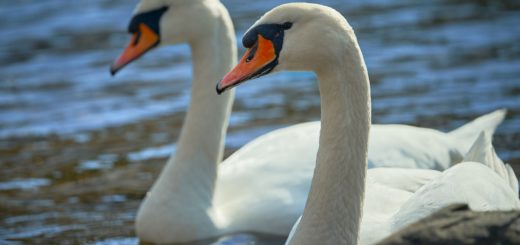 Two Swans Meaning In The Twin Flame Journey