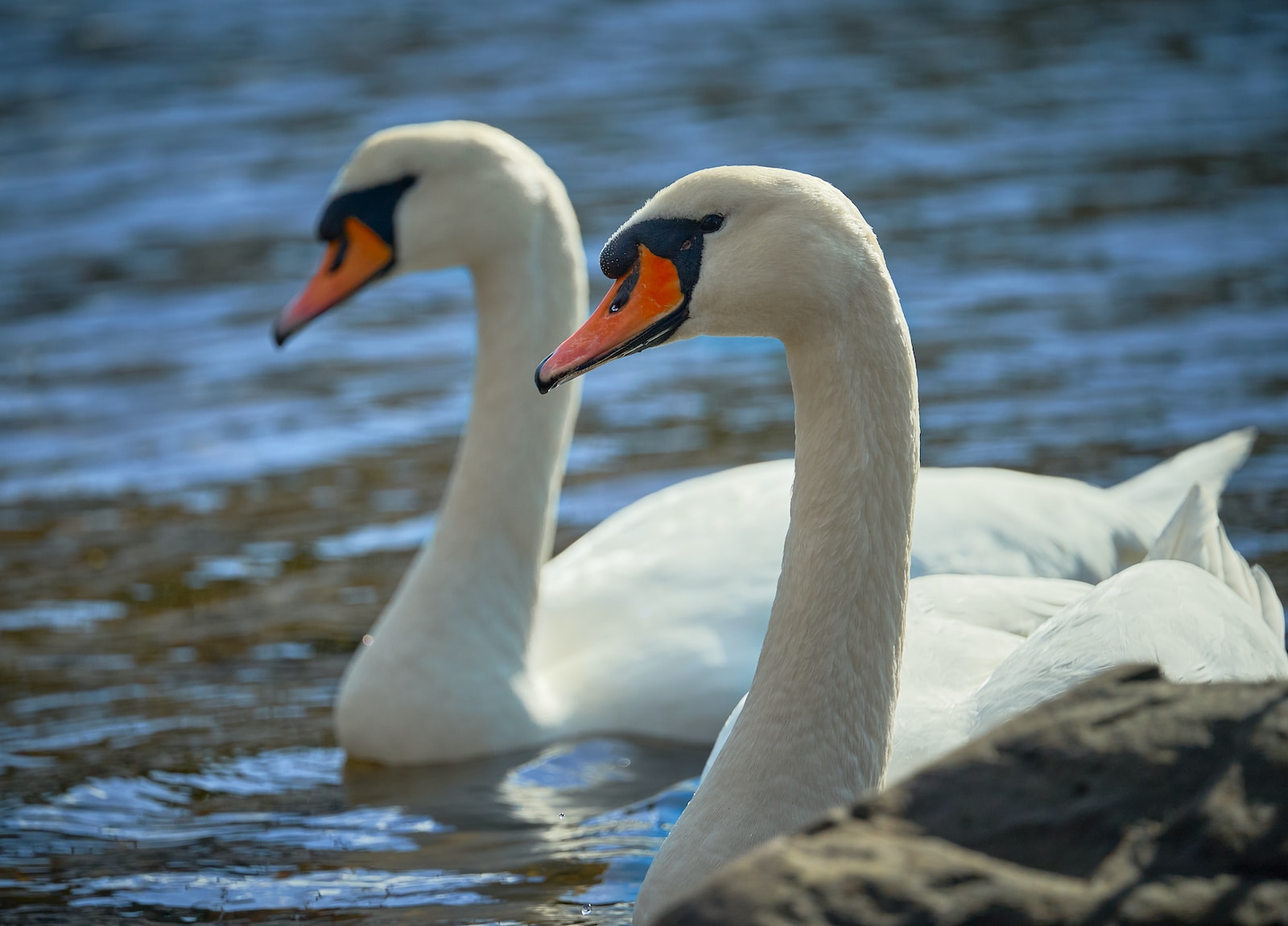 Two Swans Meaning In The Twin Flame Journey