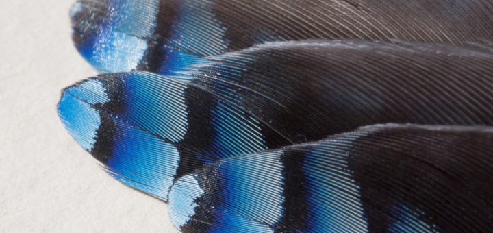 feathers, jay, garrulus glandarius