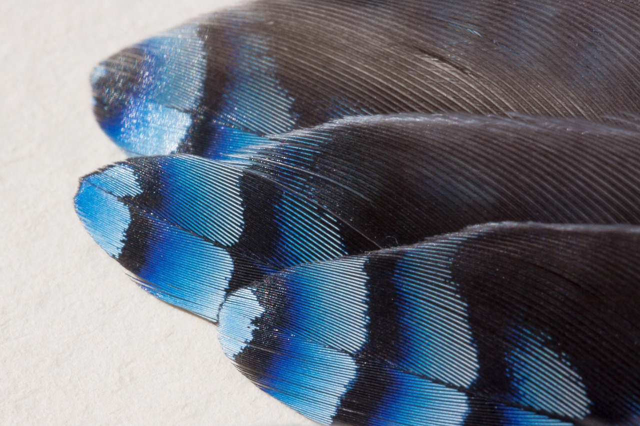 feathers, jay, garrulus glandarius