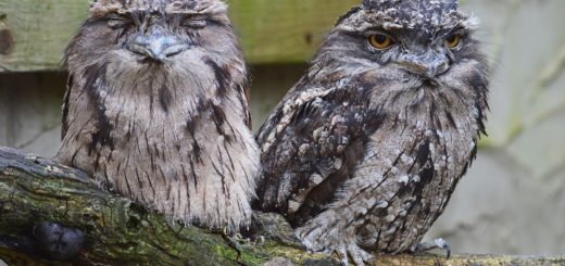 tawny frogmouth owl, owl, australia