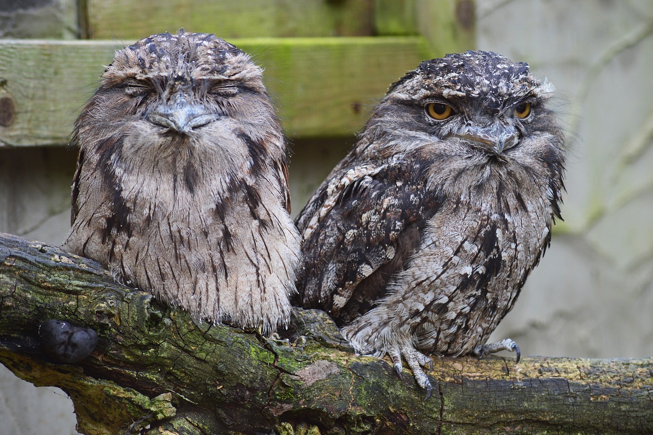 tawny frogmouth owl, owl, australia