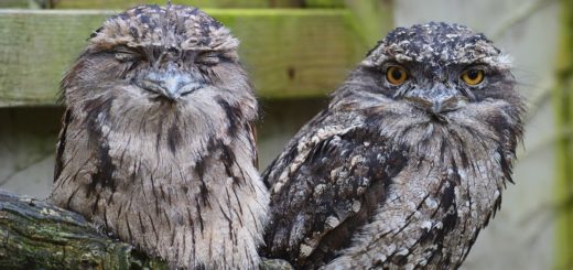 tawny frogmouth owl, owl, predator