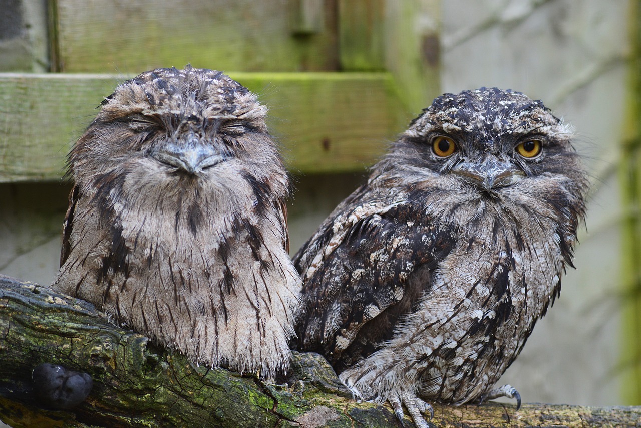 tawny frogmouth owl, owl, predator