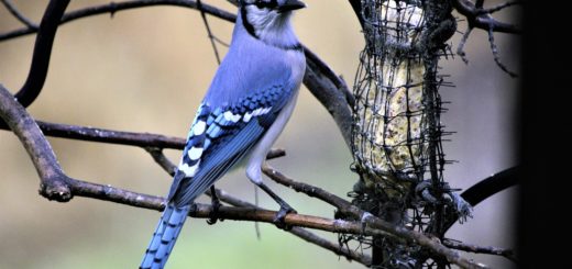 bird, bluejay, colorful