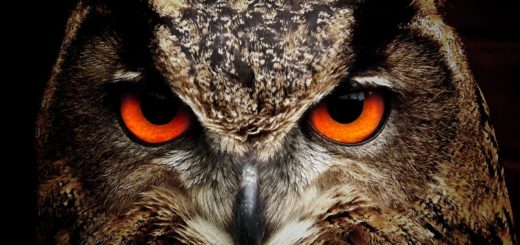 The Meaning of Owls for Twin Flames: What the Symbolic Owl Represents