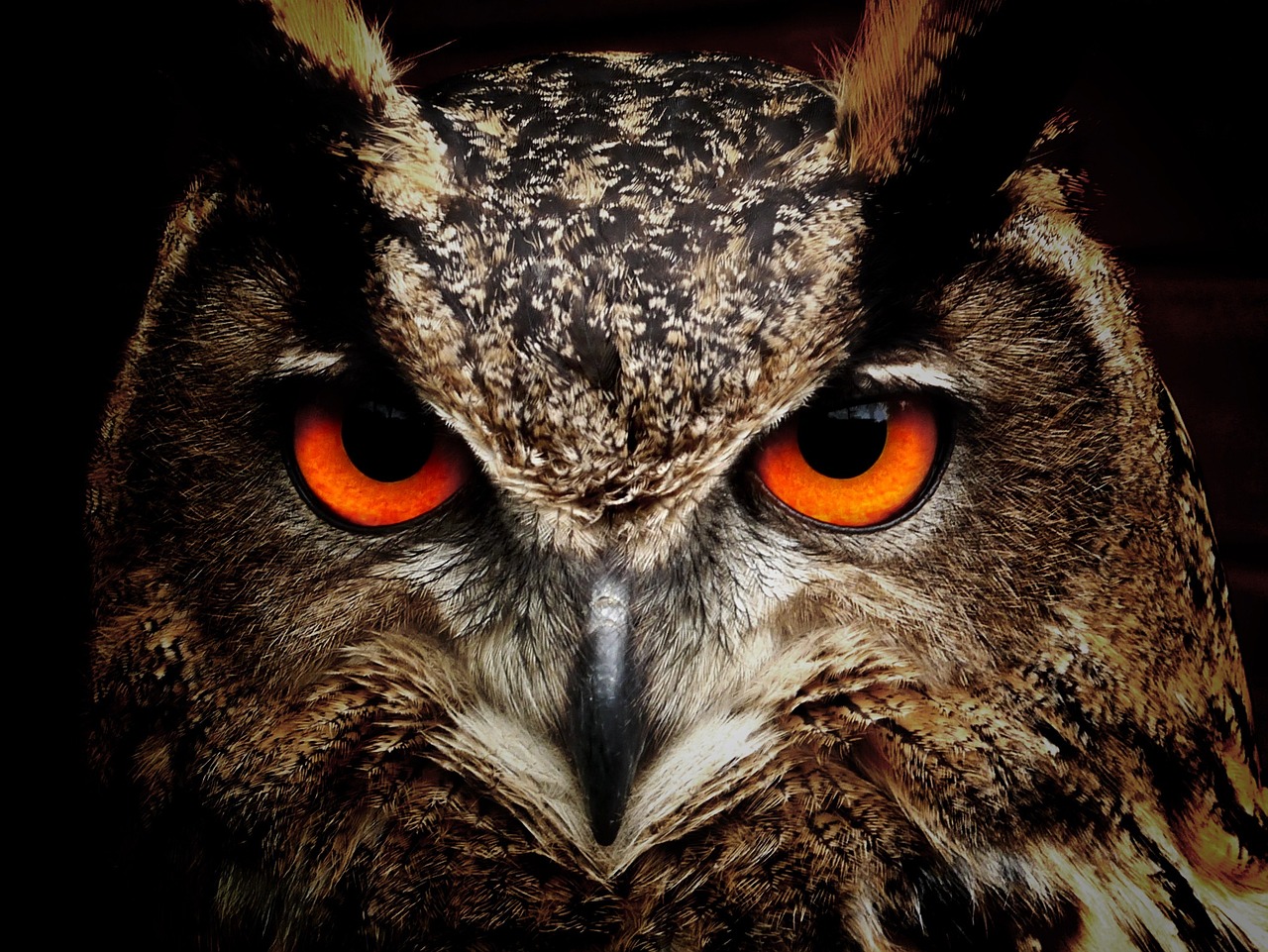 The Meaning of Owls for Twin Flames: What the Symbolic Owl Represents