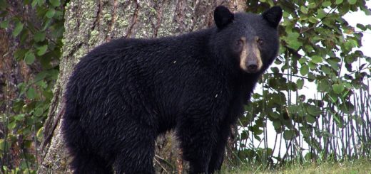 black bear, animal, black