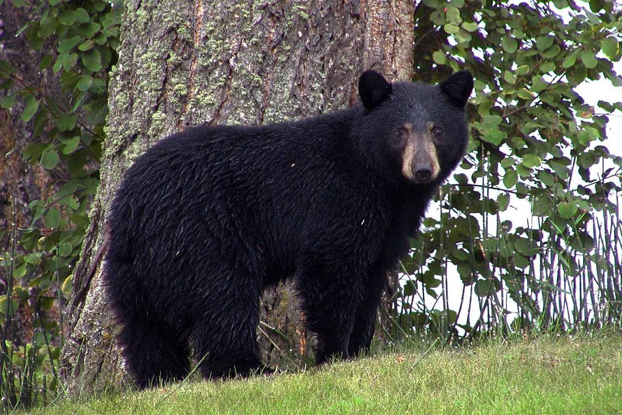 black bear, animal, black