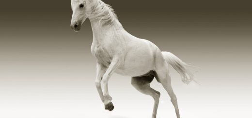 Twin Flame: White Horse Spiritual Meaning