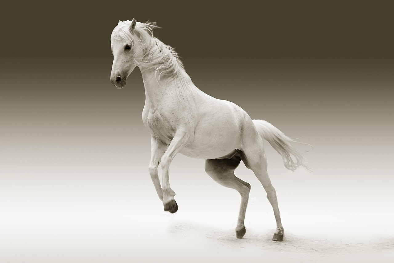 Twin Flame: White Horse Spiritual Meaning