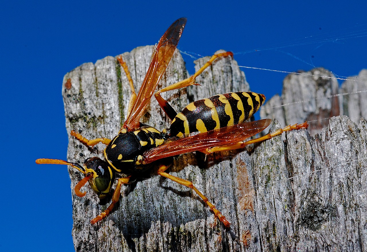 wasp, insect, arthropod