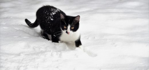 Black and White Cat Spiritual Meaning