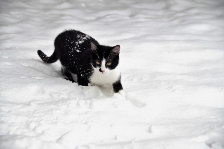 Black and White Cat Spiritual Meaning