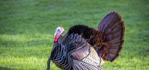 bird, wildlife, turkey