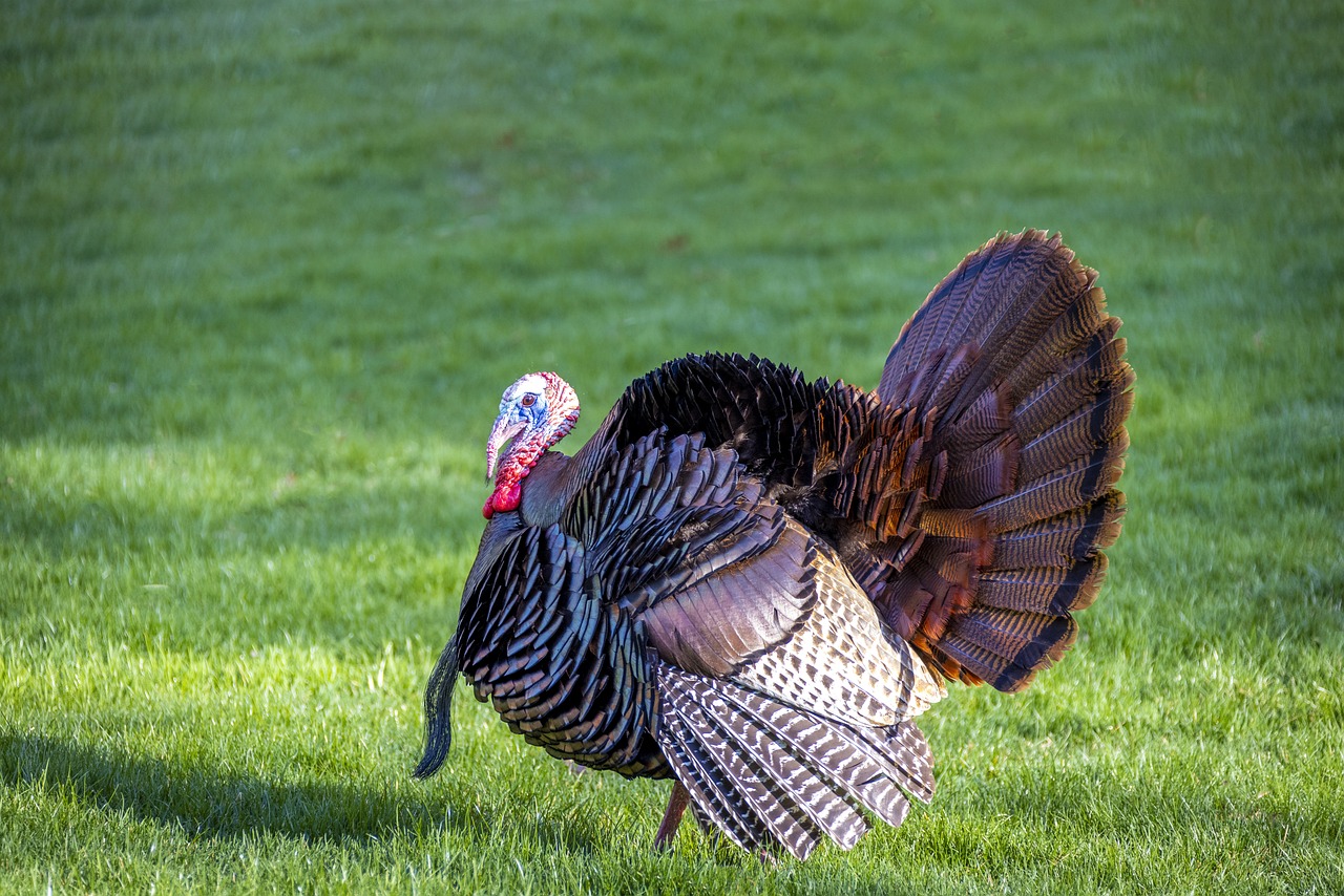 bird, wildlife, turkey