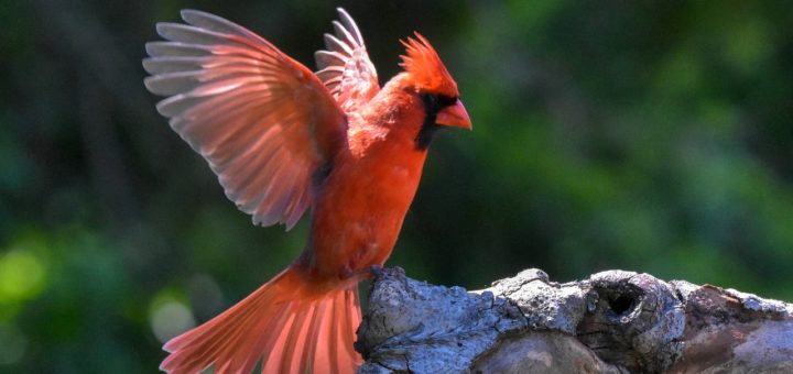 cardinal, bird, wood