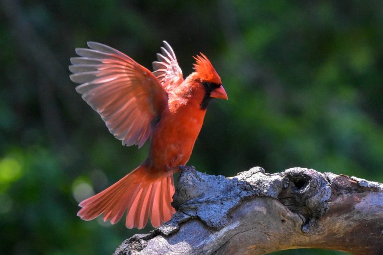 cardinal, bird, wood