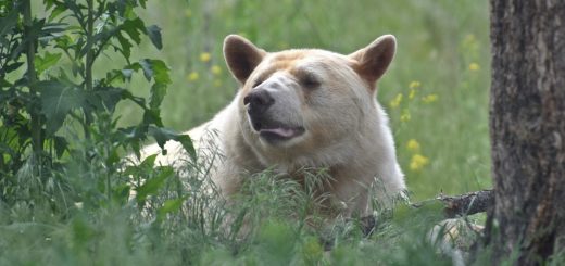 bear, mammal, spirit bear