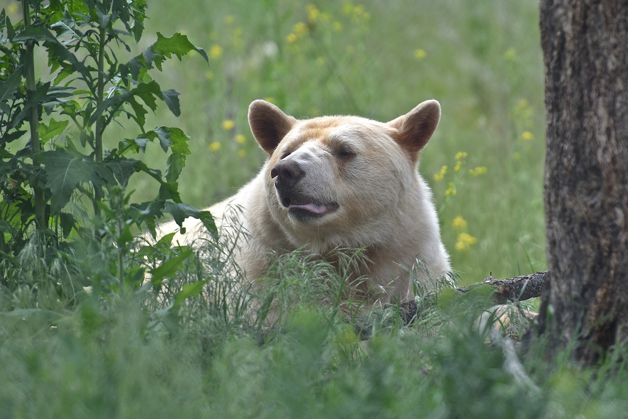 bear, mammal, spirit bear