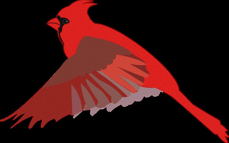 cardinal, bird, drawing