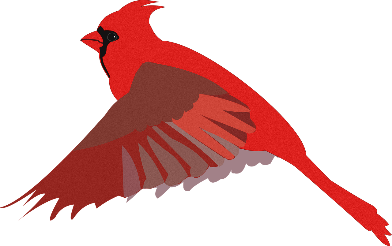 cardinal, bird, drawing