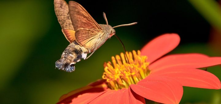 hummingbird hawk moth, butterfly, owls