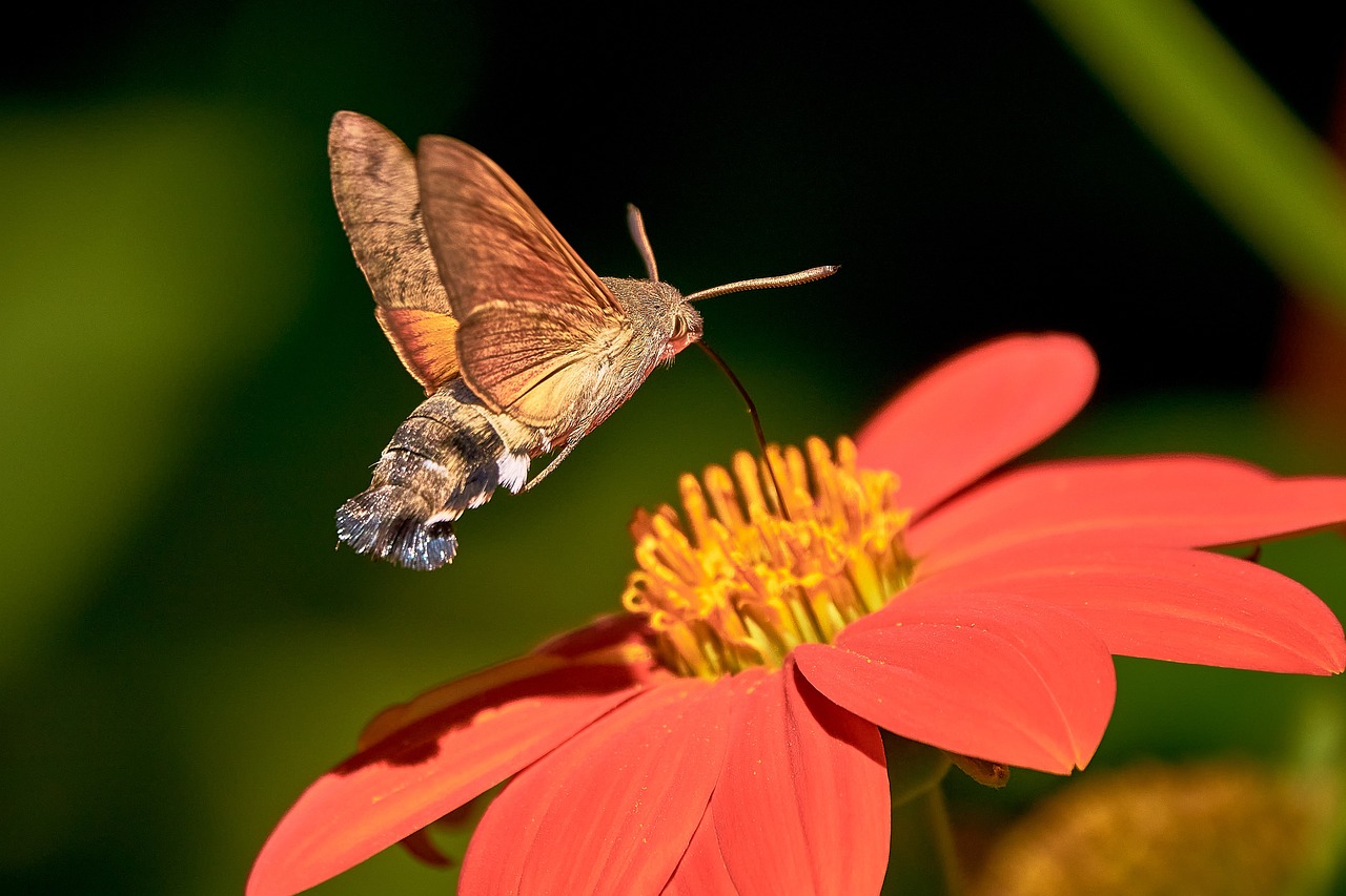 hummingbird hawk moth, butterfly, owls