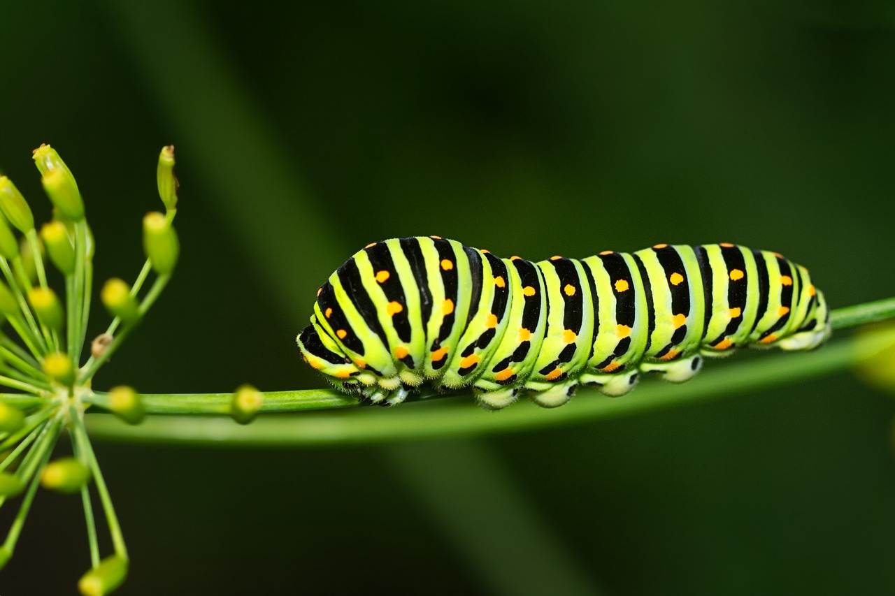 caterpillar, butterfly, dovetail