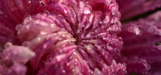 flower, chrysanthemum, petals