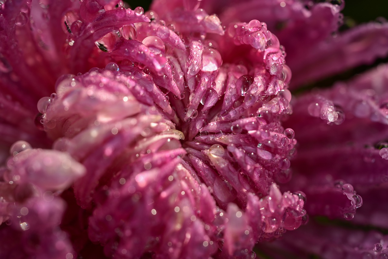 flower, chrysanthemum, petals