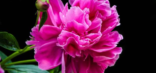 pink peony, flower petals, peony bud