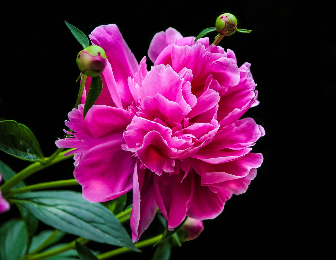 pink peony, flower petals, peony bud