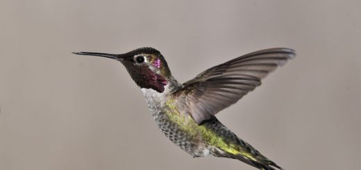 bird, anna's hummingbird, ornithology