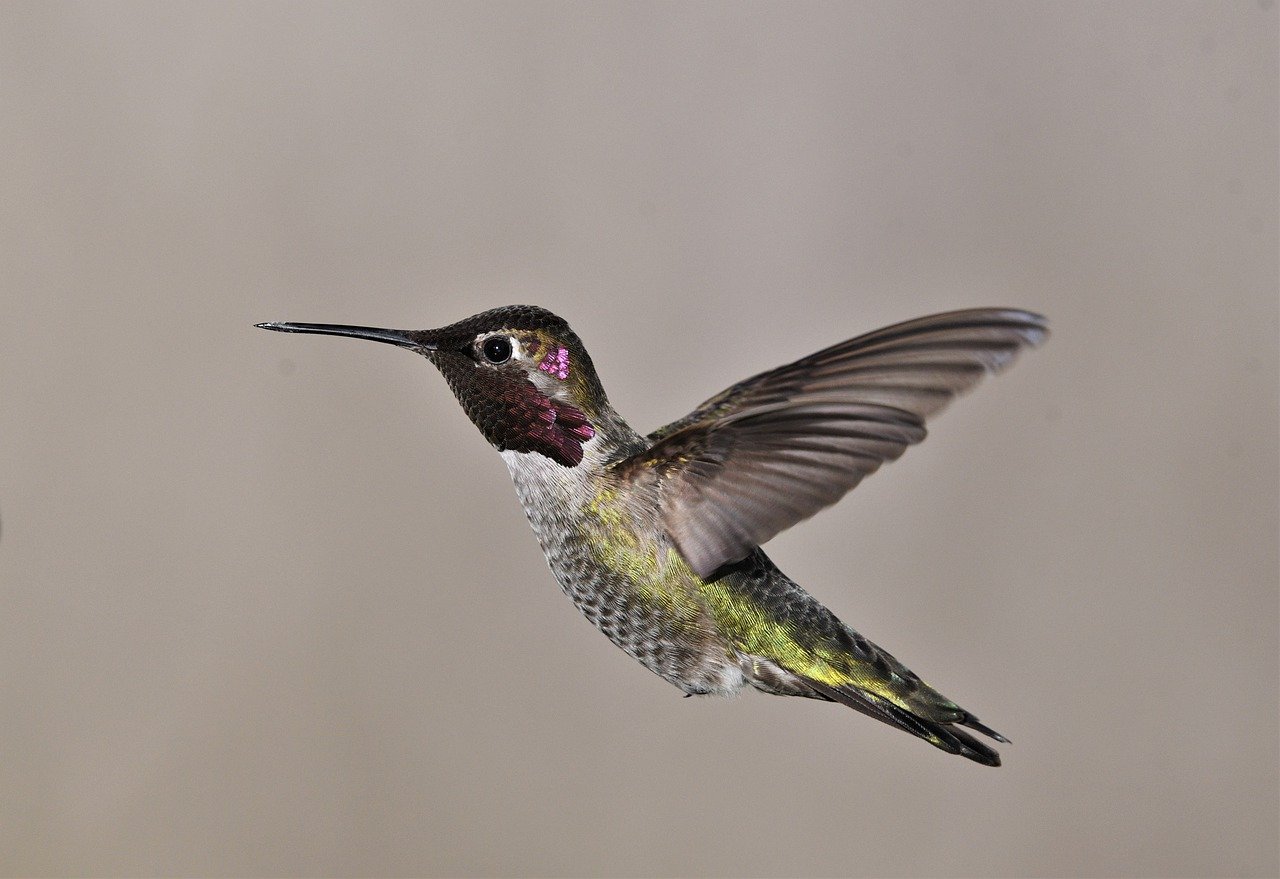 bird, anna's hummingbird, ornithology